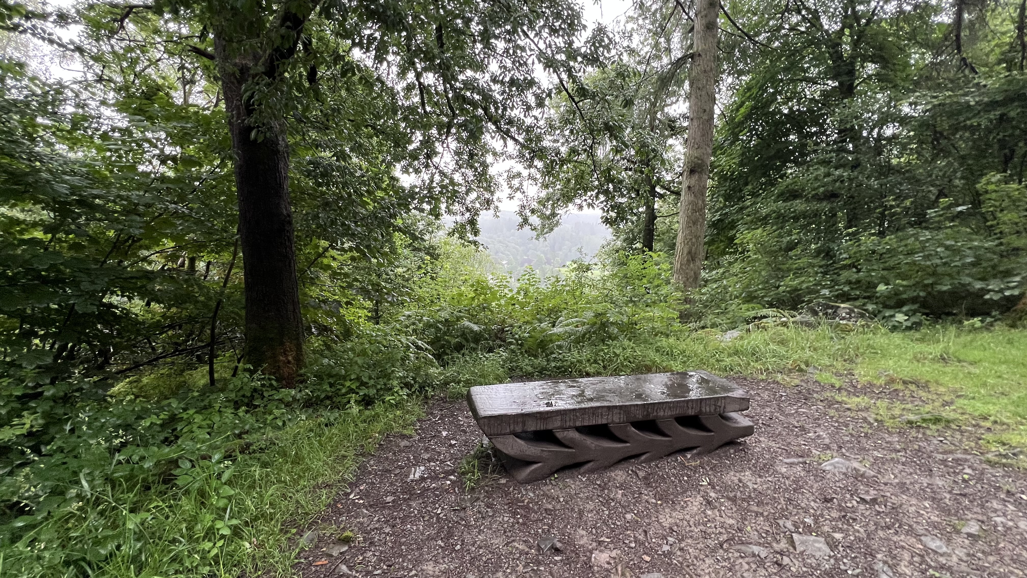 11k Run Grizedale: Exhilarating Loop Through Forest Trails - Photo 15