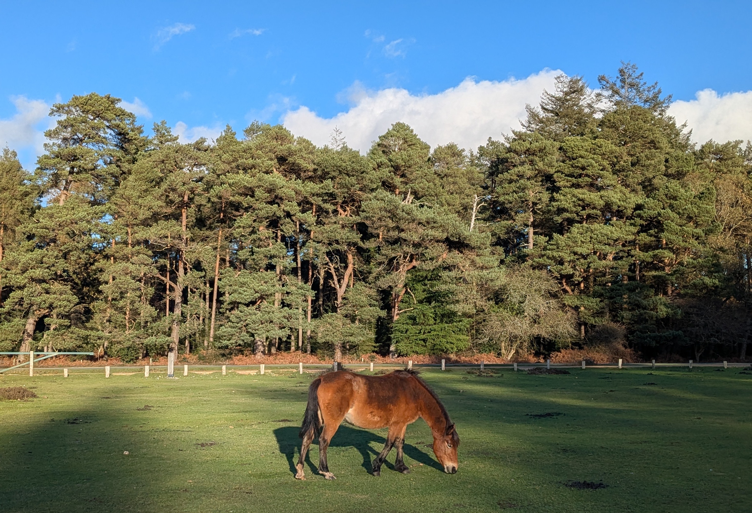 21k Run New Forest: Scenic Half Marathon from Bolderwood - Photo 10