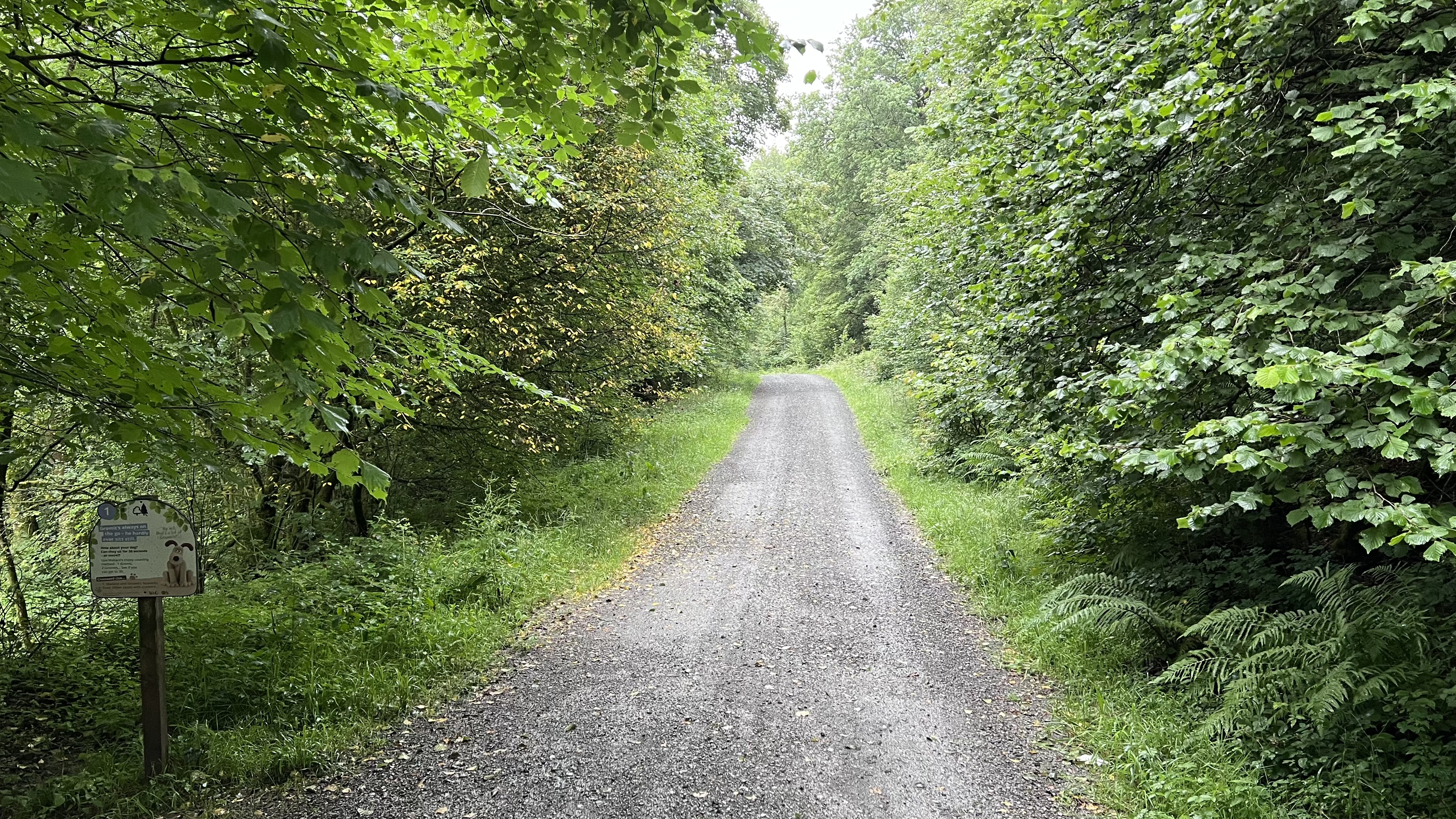 11k Run Grizedale: Exhilarating Loop Through Forest Trails - Photo 12