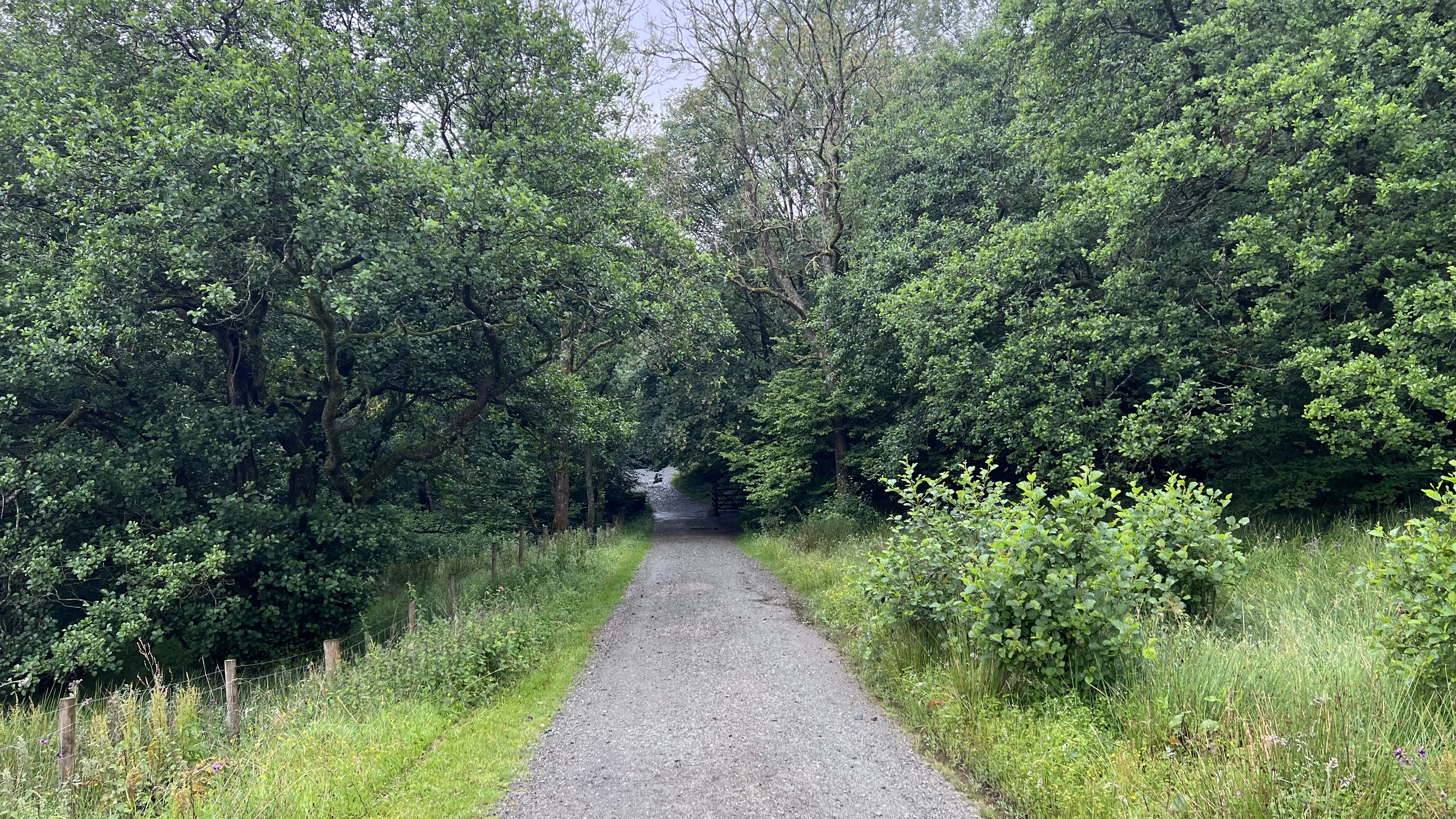 11k Run Grizedale: Exhilarating Loop Through Forest Trails - Photo 11