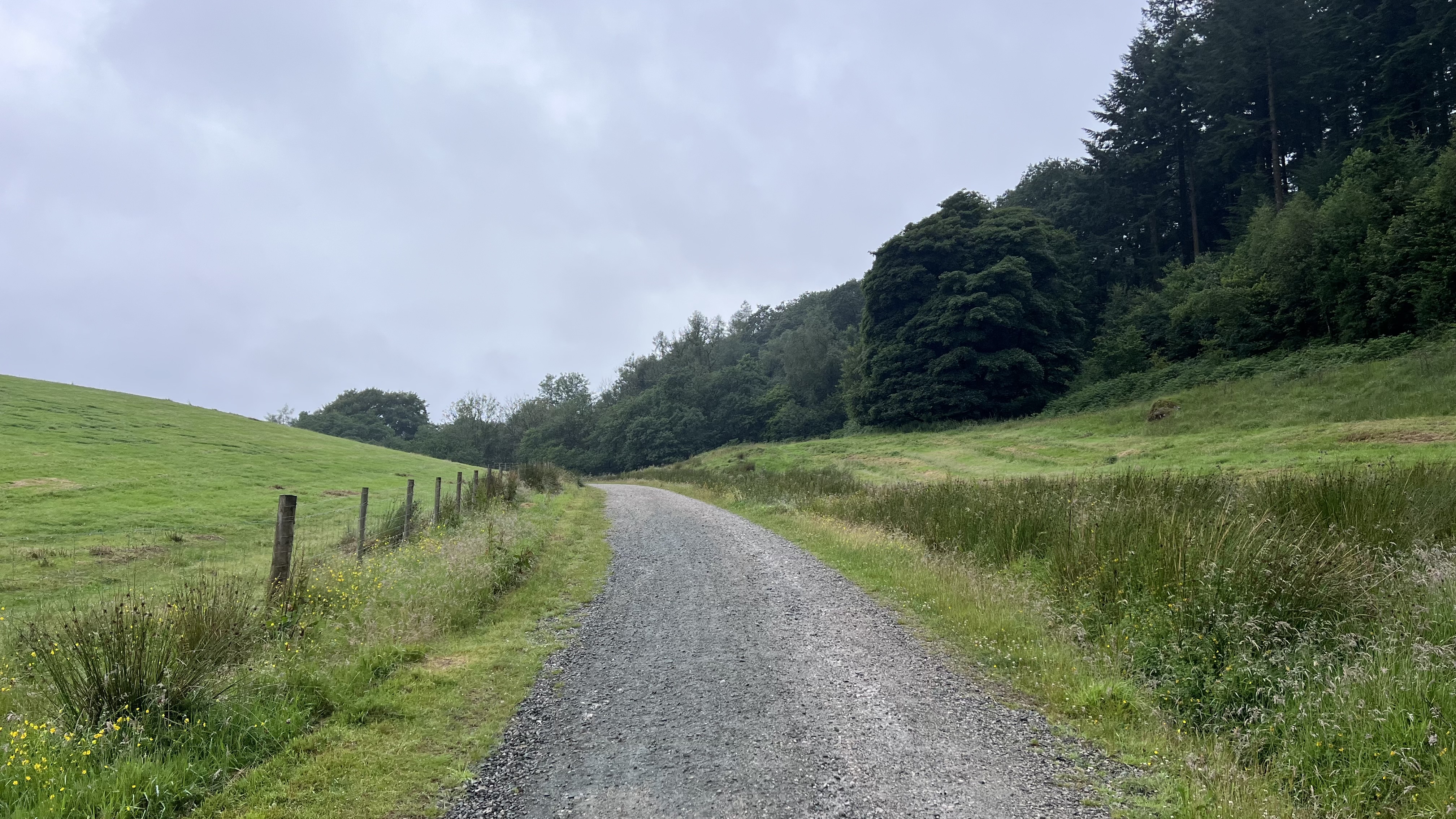 11k Run Grizedale: Exhilarating Loop Through Forest Trails - Photo 10