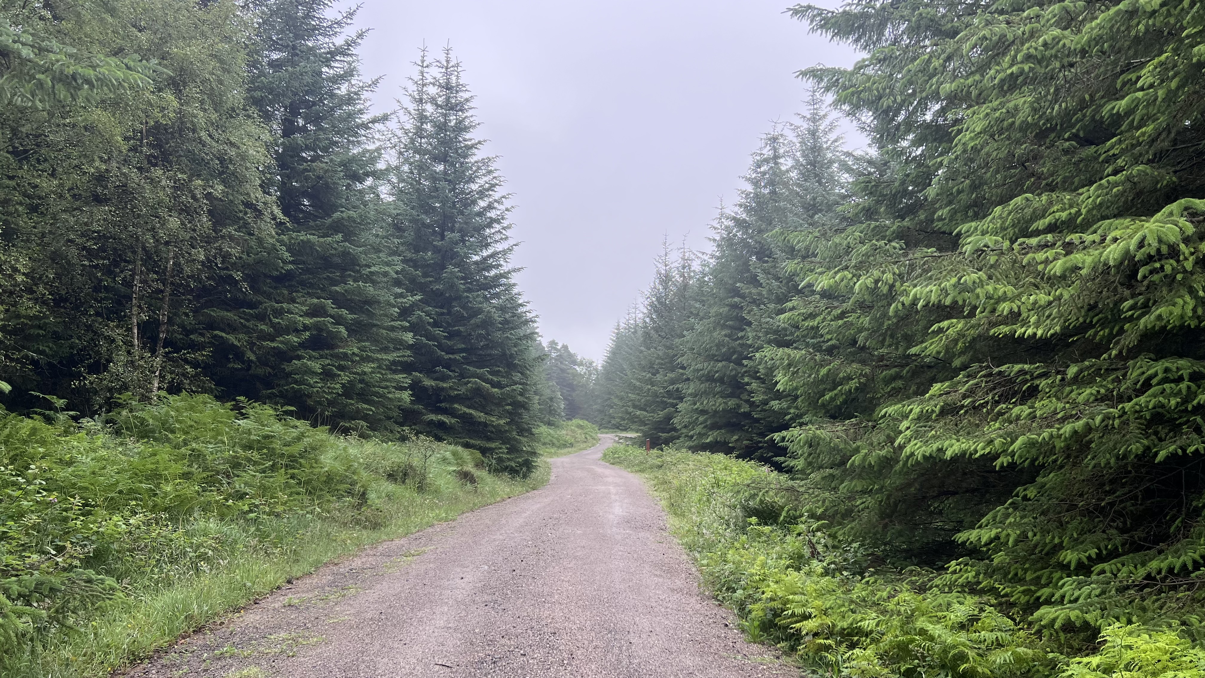11k Run Grizedale: Exhilarating Loop Through Forest Trails - Photo 14