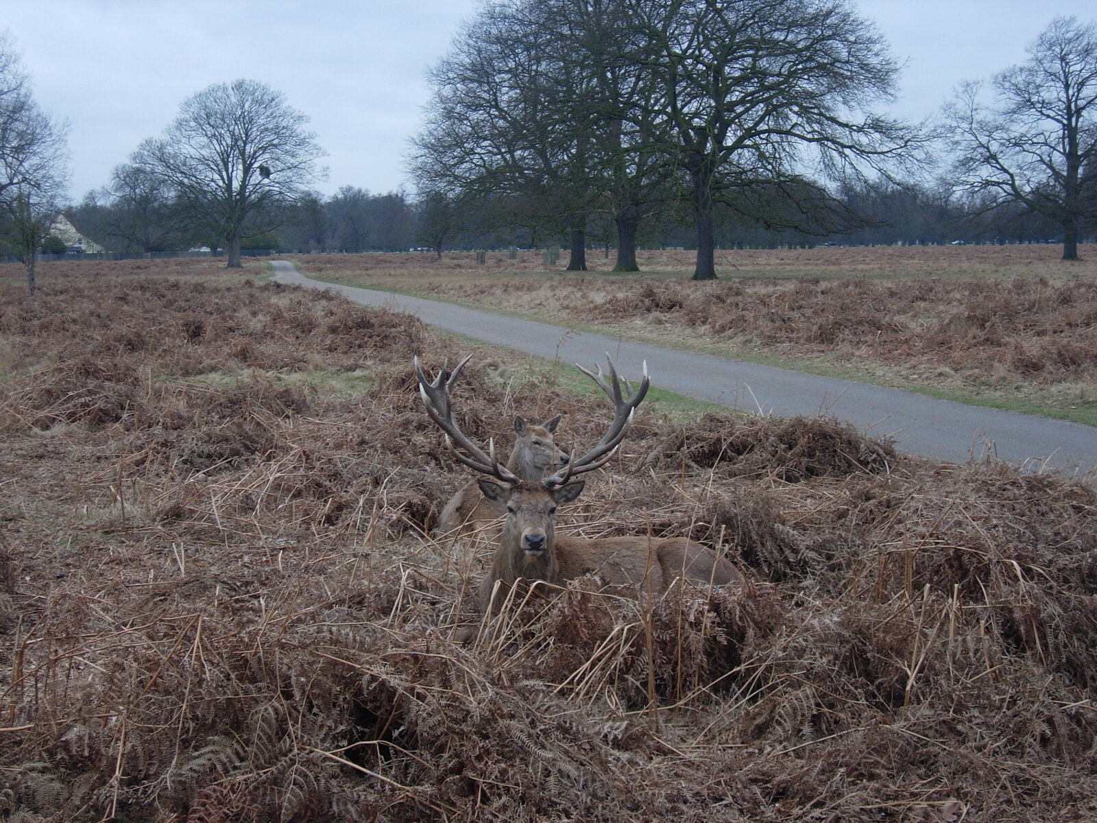 Bushy parkrun - Photo 1