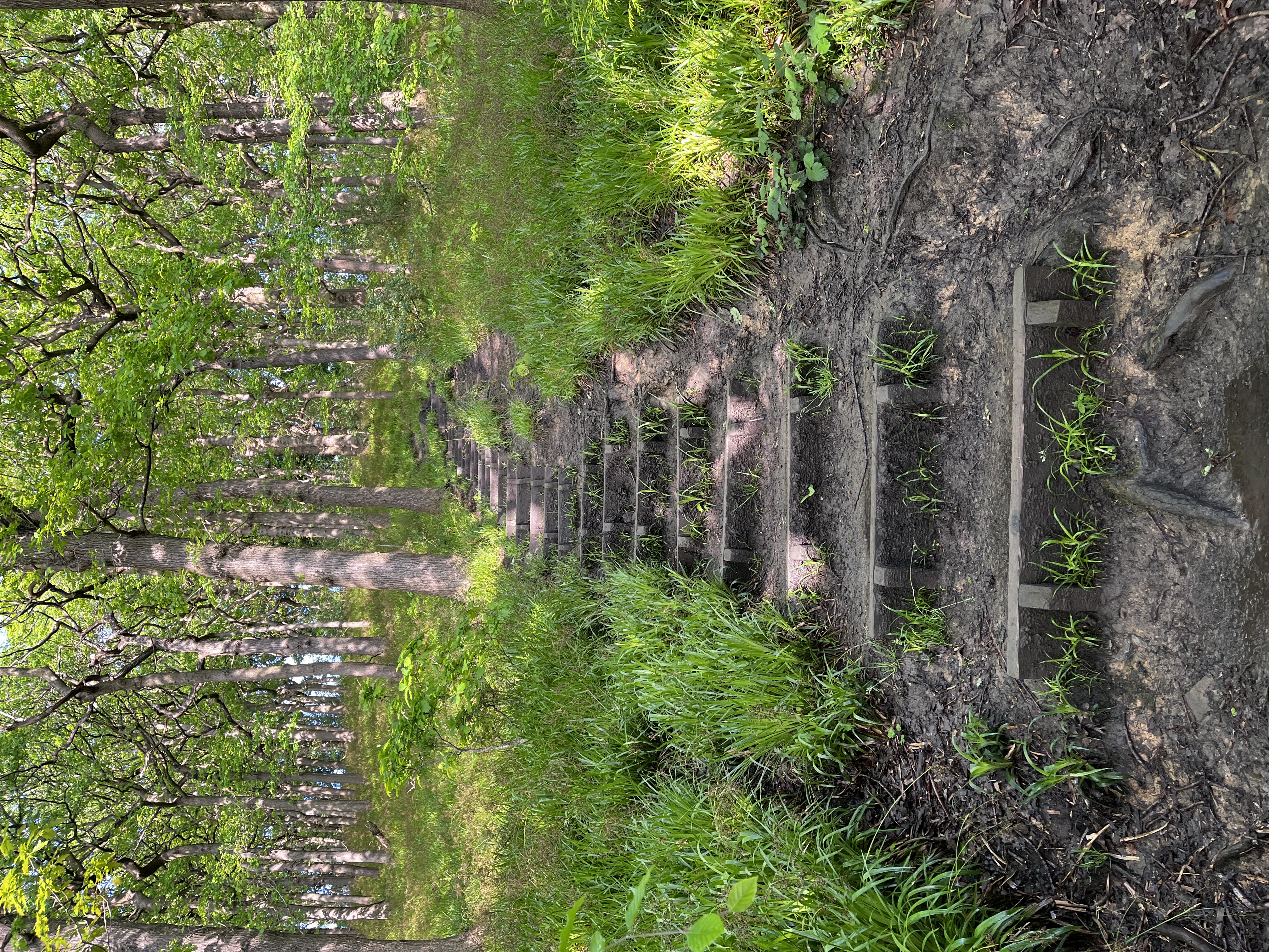 The Woods of Abbeydale